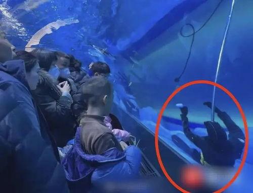 枫丹爆料潜水员视频,揭秘神秘海底世界 第2张 枫丹爆料潜水员视频,揭秘神秘海底世界 第2张