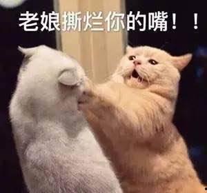 娱乐吃瓜君猫咪,揭秘娱乐圈的喵星人趣事
