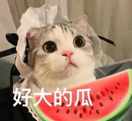 娱乐吃瓜君猫咪,揭秘娱乐圈的喵星人趣事  第2张