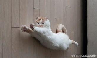 猫咪冠军爆料视频大全下载,视频大全幕后故事大揭秘  第2张
