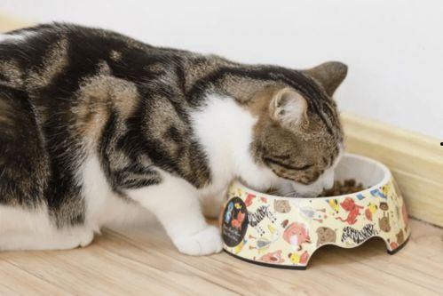 猫咪冠军爆料视频大全下载,视频大全幕后故事大揭秘  第3张