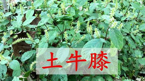 虎刺拳爆料视频在线观看,独家揭秘武术界幕后风云  第2张