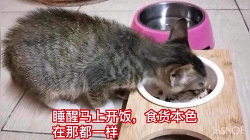 娱乐吃瓜酱小猫刀,揭秘娱乐圈背后的刀光剑影  第2张
