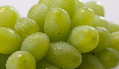 爆料网红提子新闻视频,揭秘背后惊人真相