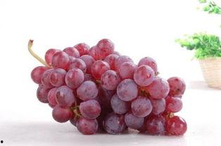 爆料网红提子新闻视频,揭秘背后惊人真相  第2张