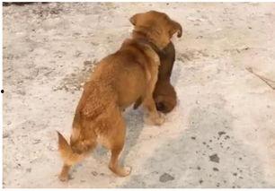 大狗最新爆料视频大全图片,视频大全图片揭秘幕后真相  第2张