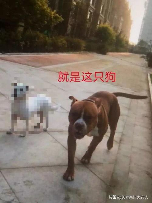 大狗最新爆料视频大全图片,视频大全图片揭秘幕后真相  第3张