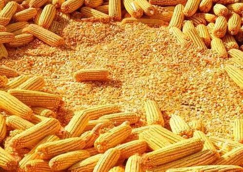 速食玉米爆料视频教程全集,视频全集精华解析  第2张