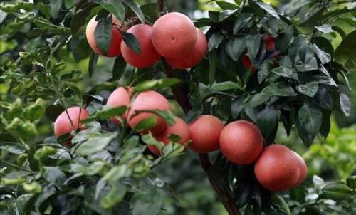 葡萄柚爆料配方视频,跟随视频探索神奇饮品制作过程  第2张